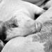 sleeping pigs